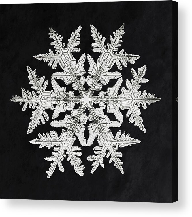 Wilson Bentleys Snowflake 920 ca 1890 detailed photograph of snowflakes in  high resolution by Wilson Acrylic Print by Les Classics - Pixels