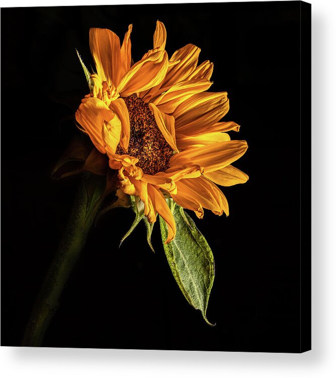 Black Background Acrylic Print featuring the photograph Wilting Sunflower #1 by Kevin Suttlehan