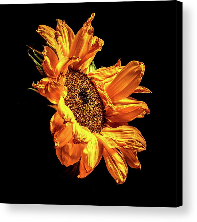 Black Background Acrylic Print featuring the photograph Wilting Sunflower #2 by Kevin Suttlehan