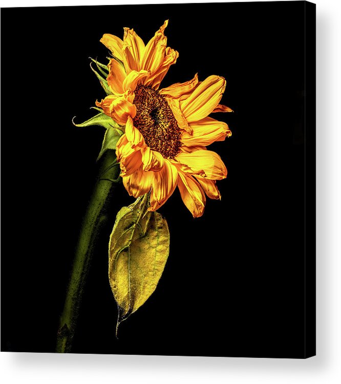 Black Background Acrylic Print featuring the photograph Wilting Sunflower #3 by Kevin Suttlehan