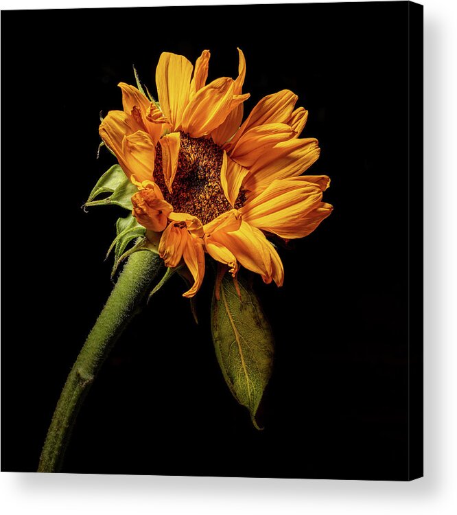 Black Background Acrylic Print featuring the photograph Wilting Sunflower #4 by Kevin Suttlehan