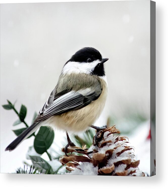 Winter Acrylic Print featuring the photograph Winter Chickadee Square by Christina Rollo