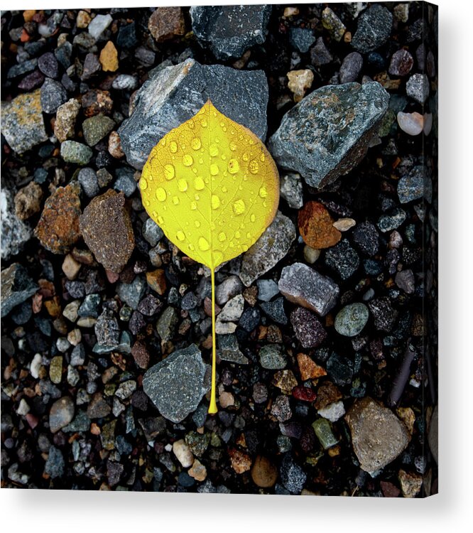Colorado Acrylic Print featuring the photograph Yellow by David Downs