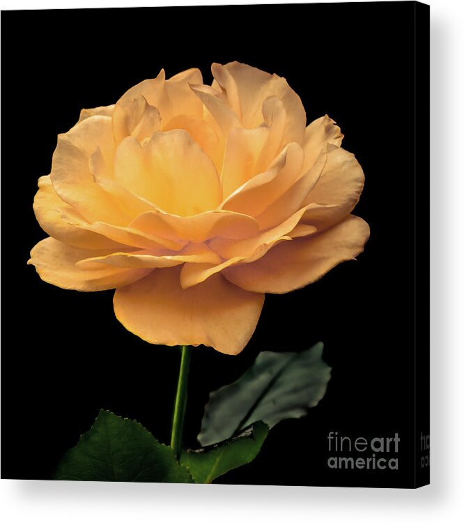 Flower Acrylic Print featuring the photograph Yellow Rose by Mark Ali