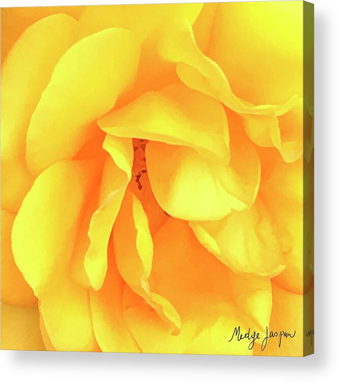 Yellow Acrylic Print featuring the photograph Yellow Rose by Medge Jaspan