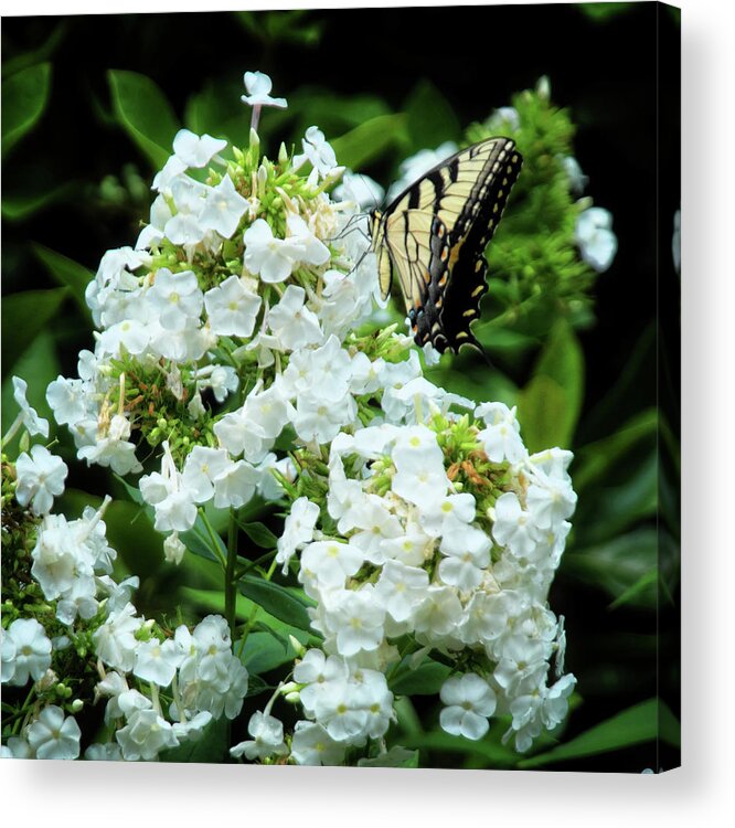 Butterfly Acrylic Print featuring the photograph Yellow Swallowtail and Bloom by George Taylor
