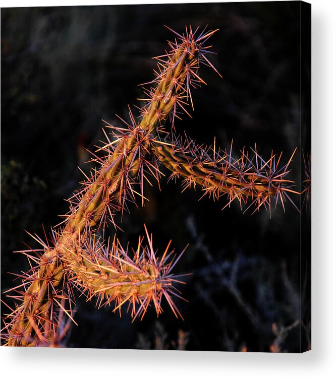 Yucca Acrylic Print featuring the photograph Yucca by George Taylor