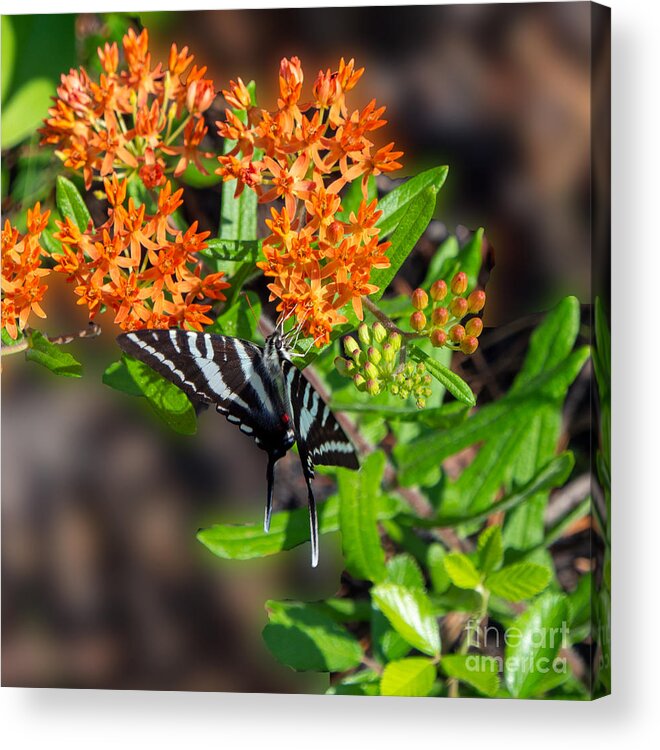 Zebra Swallowtail Acrylic Print featuring the photograph Zebra Swallowtail Butterfly on Orange Butterfly Weed by L Bosco