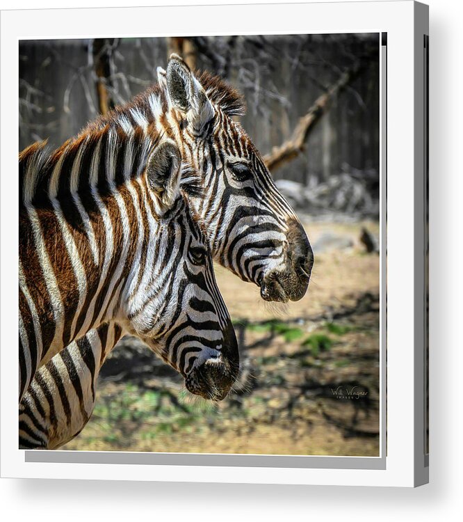 Zebra Acrylic Print featuring the photograph Zebras by Will Wagner