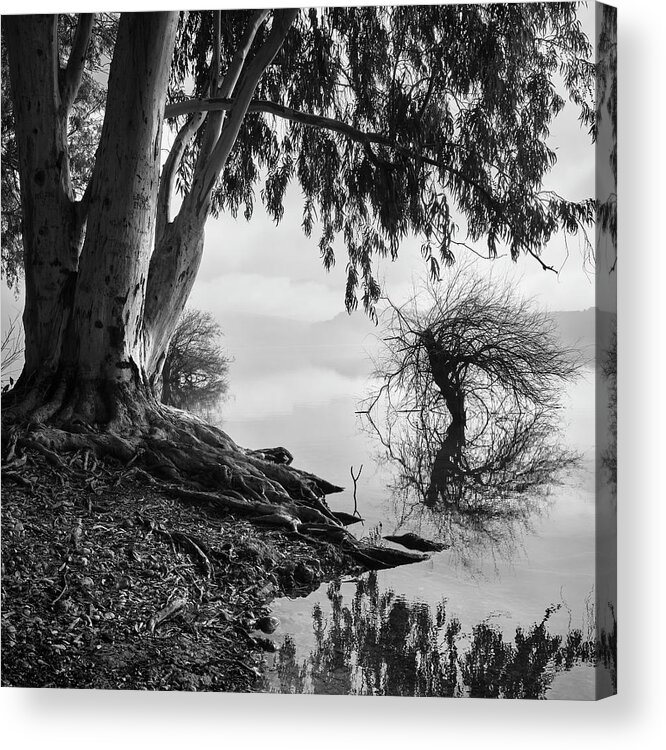 Mono Acrylic Print featuring the photograph Zen trees. BW. Square by Guido Montanes Castillo