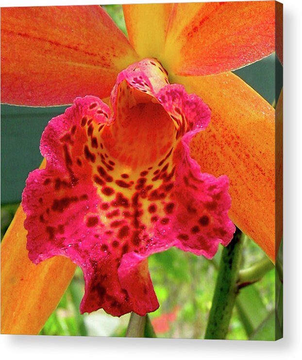 Orchid Acrylic Print featuring the photograph Hawaiian Sunshine by James Temple