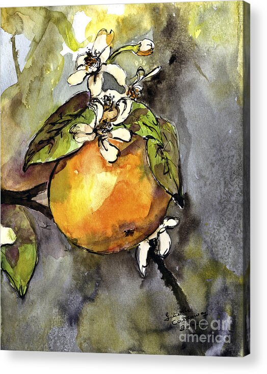 Oranges Acrylic Print featuring the painting Orange Blossom Botanical Watercolor and Ink by Ginette by Ginette Callaway