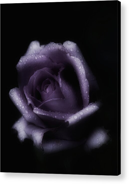 Purple Rose Acrylic Print featuring the photograph Romantic Purple Rose by Richard Cummings