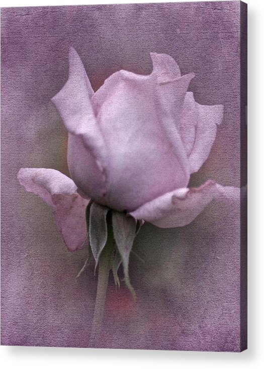 Purple Rose Acrylic Print featuring the photograph Rose No. 2 by Richard Cummings