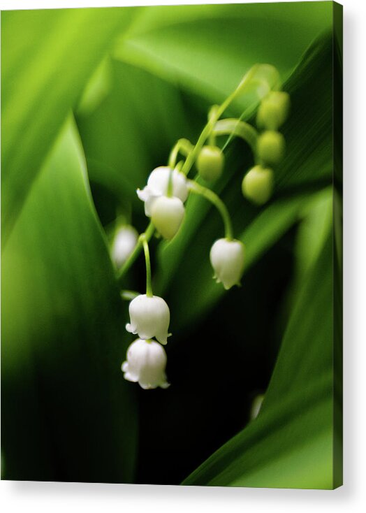 Flower Acrylic Print featuring the photograph Scents of Spring by Pamela Taylor