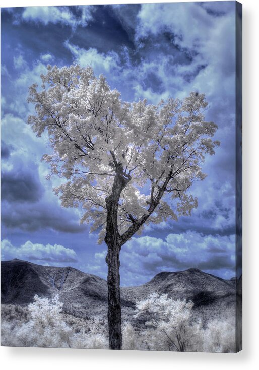 Tree In Infrared Acrylic Print featuring the photograph Tree in Infrared - White Mountains by Joann Vitali