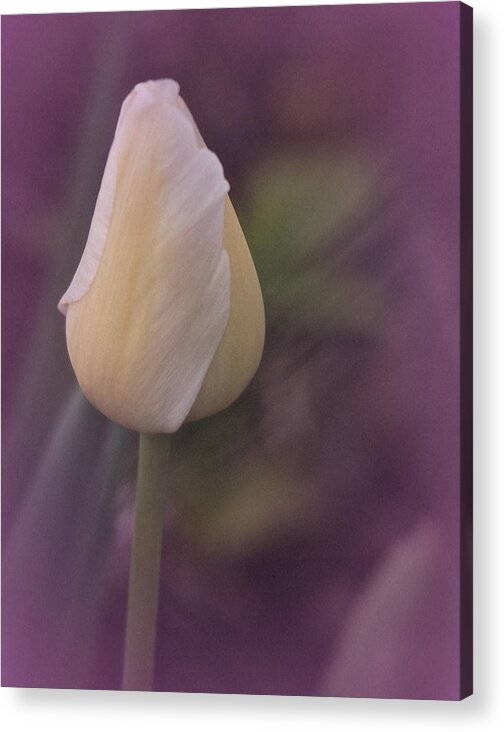 Tulip Acrylic Print featuring the photograph Tulip Study 2015 No. 1 by Richard Cummings