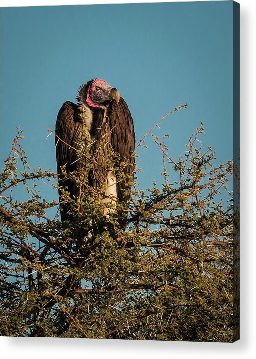 Vulture Acrylic Print featuring the photograph Lappet-faced Vulture 1 by Claudio Maioli