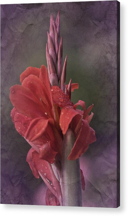 Cana Lily Acrylic Print featuring the photograph Vintage Cana Lily #2 by Richard Cummings