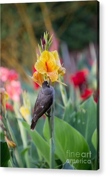 Australia Acrylic Print featuring the photograph A bird on iris by Agnes Caruso