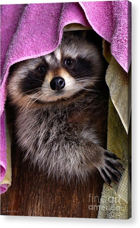 Raccoon Acrylic Print featuring the photograph Bandit by Adam Olsen