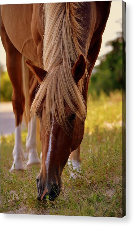 Horses Acrylic Print featuring the photograph Grazin Dayz by Amanda Vouglas