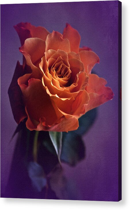 Rose Acrylic Print featuring the photograph Sunday Rose by Richard Cummings