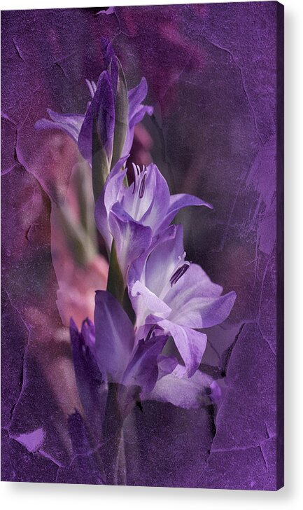 Gladiola Acrylic Print featuring the photograph Melancholia #1 by Richard Cummings