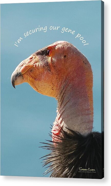  Acrylic Print featuring the photograph California condor says I'm Securing our Gene Pool by Sherry Clark