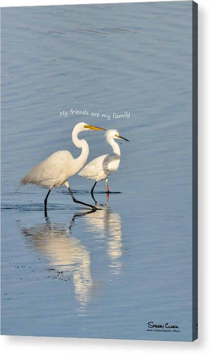  Acrylic Print featuring the photograph Egrets say My Friends are My Family by Sherry Clark
