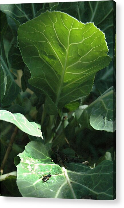 Cabbage Acrylic Print featuring the photograph Super-fly Cabbage by Trish Hale