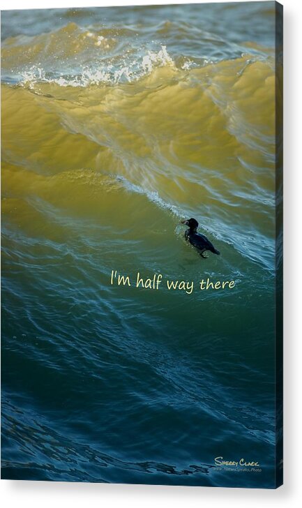  Acrylic Print featuring the photograph Surf Scoter says I'm Half Way There by Sherry Clark