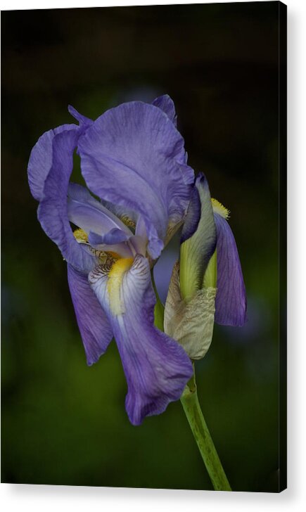Blue Iris Acrylic Print featuring the photograph Vintage Iris May 2017 by Richard Cummings