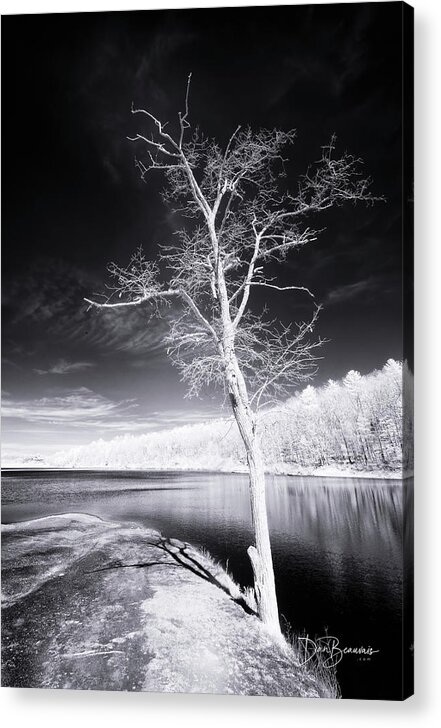 Tree Acrylic Print featuring the photograph Bare Tree at Lake Laura #3002 by Dan Beauvais