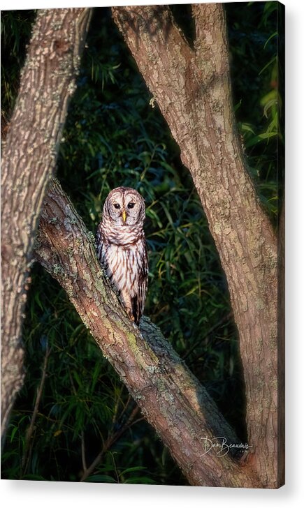 Owl Acrylic Print featuring the photograph Barred Owl at Pungo #8032 by Dan Beauvais