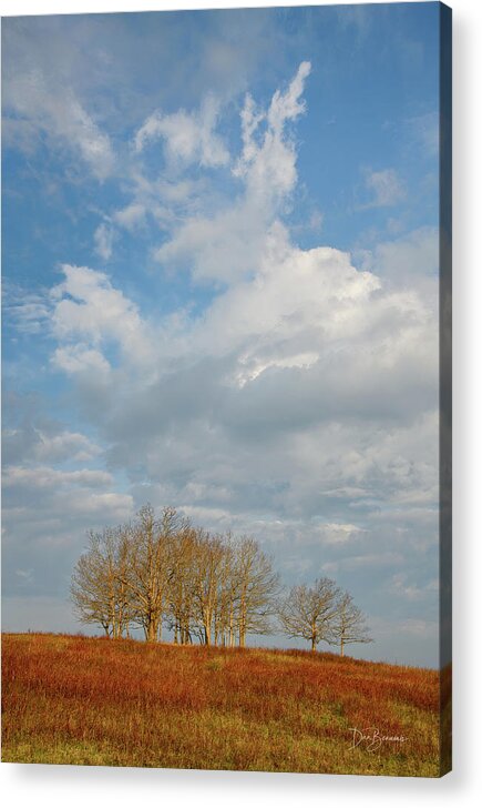 Big Meadows Acrylic Print featuring the photograph Barren Trees Big Meadows #1205 by Dan Beauvais