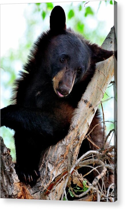 Bear Acrylic Print featuring the photograph Bear Resting In Tree by Jerry Sodorff