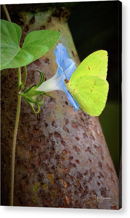 Butterfly Acrylic Print featuring the photograph Cloudless Sulphur on Morning Glory #9978 by Dan Beauvais
