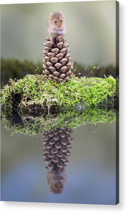 Harvestmouse Acrylic Print featuring the photograph Harvest mouse on a pine cone by Erika Valkovicova