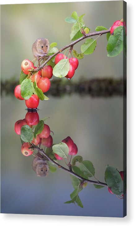 Harvestmouse Acrylic Print featuring the photograph Harvest mouse reflection by Erika Valkovicova