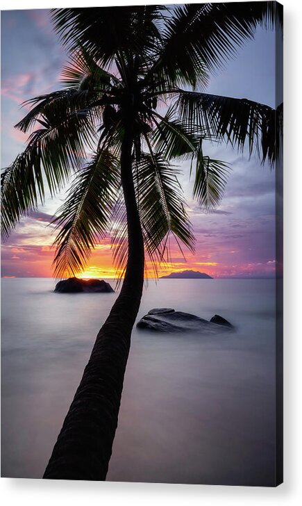 Palm Acrylic Print featuring the photograph Palm tree by Erika Valkovicova