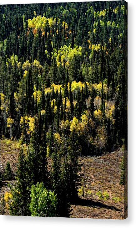 Autumn Acrylic Print featuring the photograph Pines and Aspens by Jerry Sodorff