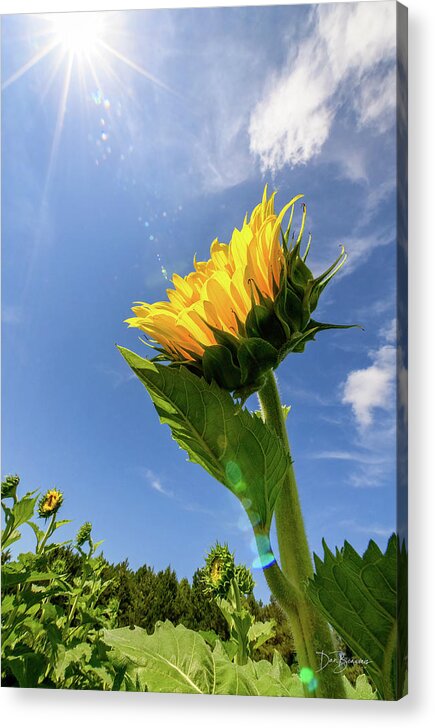 Sunflower Acrylic Print featuring the photograph Sunflower #3765 by Dan Beauvais