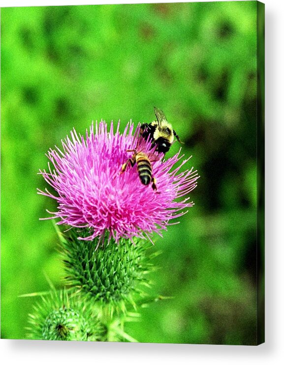 Bee Acrylic Print featuring the photograph 021308-1 by Mike Davis