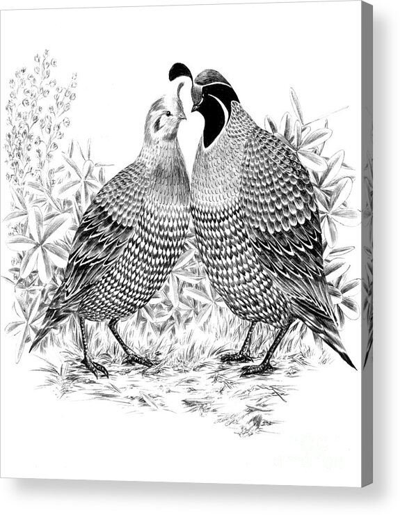 Quail Acrylic Print featuring the drawing My Dearest by Alice Chen