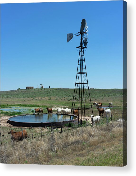 Oil Acrylic Print featuring the photograph Cattle Oil and Water by Joshua House