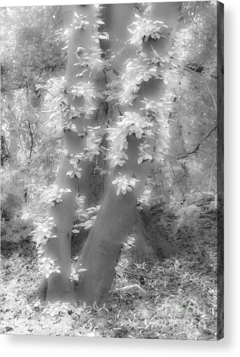 Between Black And White Acrylic Print featuring the photograph Between Black and White-10 by Casper Cammeraat