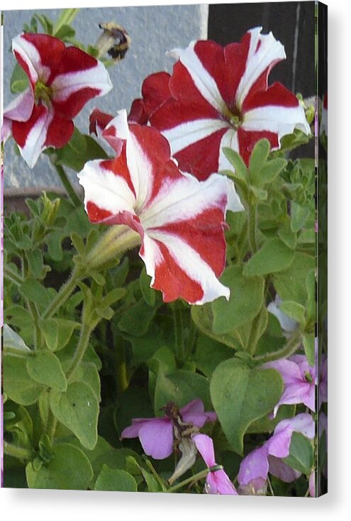 Flowers Acrylic Print featuring the photograph Flower Trios b by Mary Ann Leitch