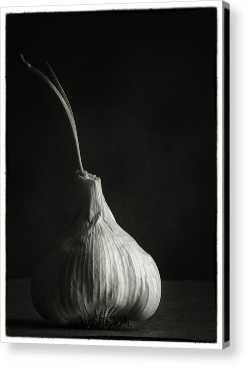 Black And White Photography Acrylic Print featuring the photograph Garlic with Chute Stem by Jesse Castellano