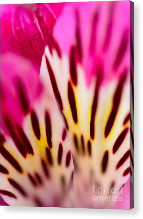 Floral Acrylic Print featuring the photograph Encinitas Explosion by John F Tsumas